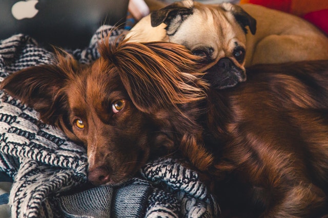 Making my dog a best sale therapy dog